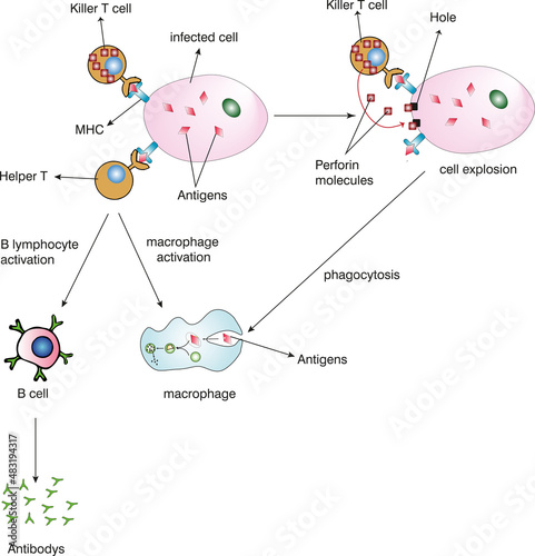 killer T cell and helper T cell