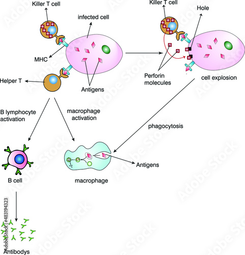 killer T cell and helper T cell