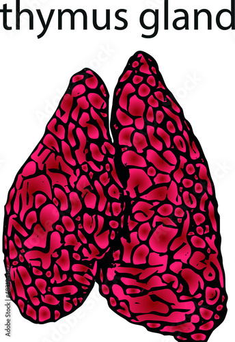 Thymus gland