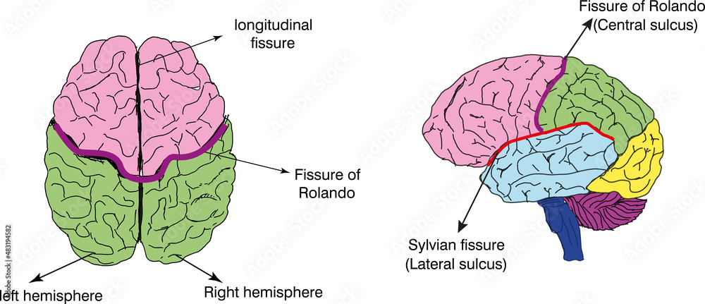 Brain Fissure Diagram Stock Illustration Adobe Stock brain-fissure-diagram-stock-illustration-adobe-stock