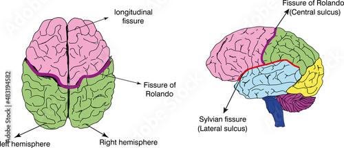 brain fissure diagram photo