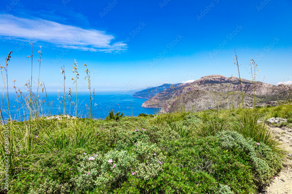 Bushes, grass and steep coast near Banyalbufar of Mallorca, Span