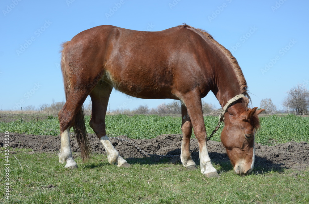Obraz premium horses in the meadow