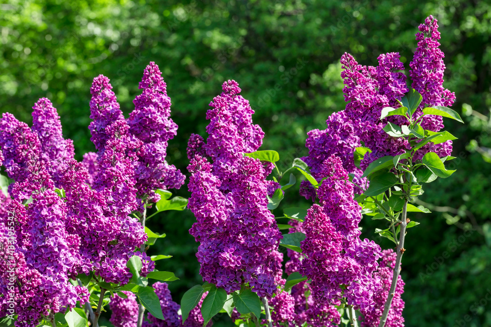 Lilac and green leaves