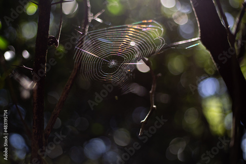 Sunligt shines through a spiders web photo