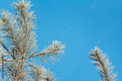 Pine twigs covered with white frost. Winter in the forest and frost in the morning. Natural blue background. Long green needles against the sky.