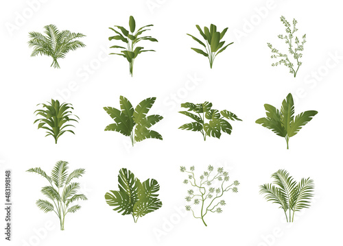 Set of tropical plants. Bushes from Africa and other exotic places. Unusual vegetation, fresh air and nature. Flower shop design elements. Cartoon flat vector illustration isolated on white background