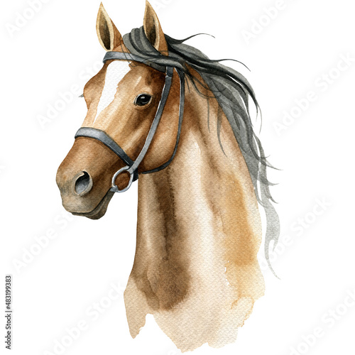 Watercolor horse, Brown horse portrait,hunter jumper, equestrian, horse riding sports