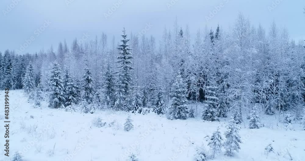 Moving closer to a frosty and snowy young woodland on a gloomy winter day in Estonia, Northern Europe. Moving closer to a frosty and snowy young woodland on a gloomy winter day in Estonia, Northern Europe.