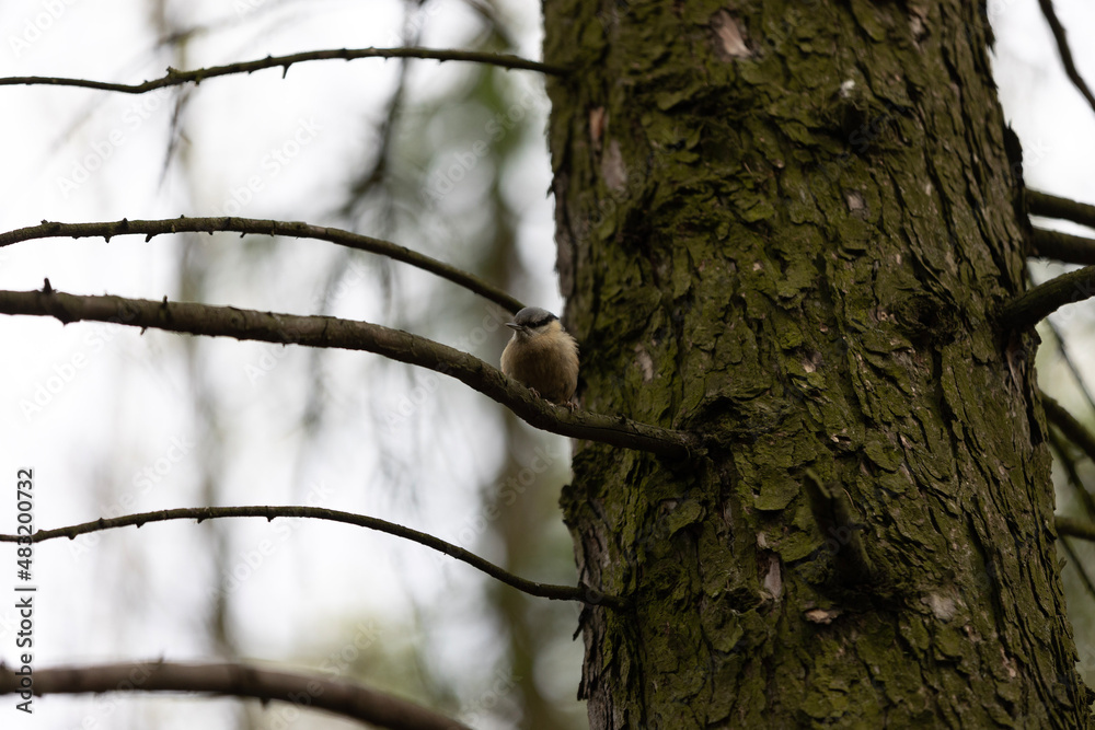 woodpecker on tree woodpecker on tree