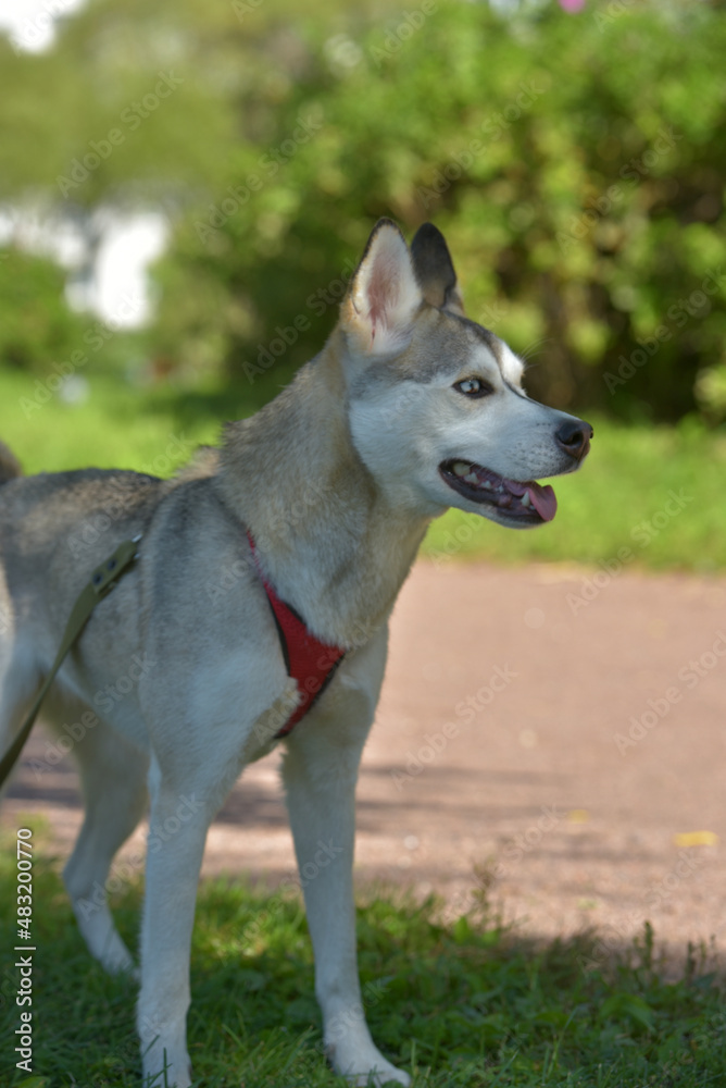 husky walking in the park in summer husky walking in the park in summer