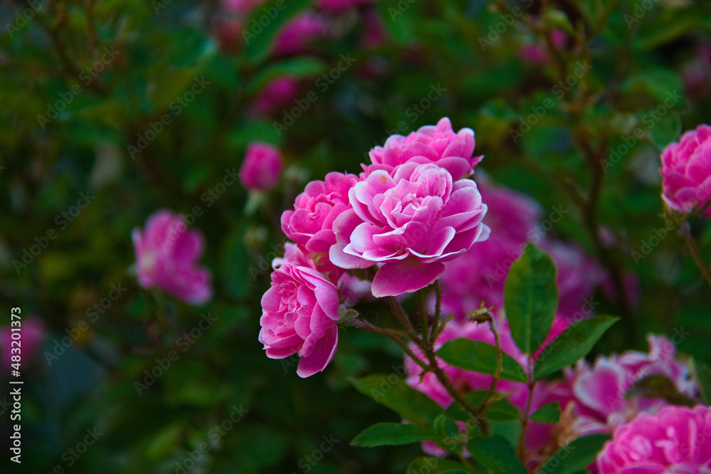 pink flowers