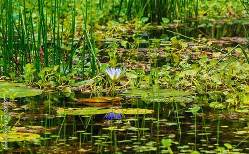 lilies in the pond