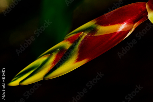 Flor colorida encontrada na região de Mata Atlântica. Heliconia rostrata , a garra de lagosta pendurada ou falsa ave do paraíso , é uma planta herbácea  nativa de alguns países da América do Sul.  photo