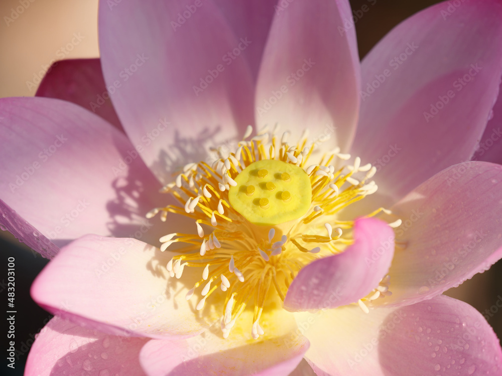 Summer flowers series, beautiful pink lotus flower in sunny day, close up image. Summer flowers series, beautiful pink lotus flower in sunny day, close up image.
