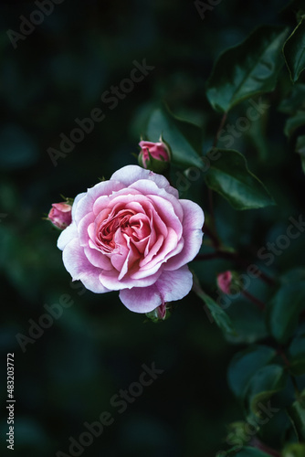 Pink rose in dark evening garden, Pirouette Rose dusty pink flower with buds, vertical frame