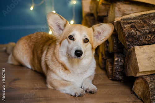 Cute dog breed welsh corgi pembroke in studio in garland on light and bokeh background