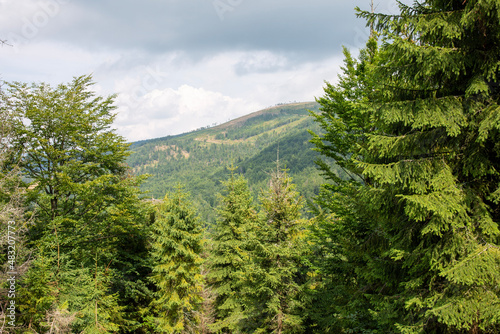 forest in the mountains
