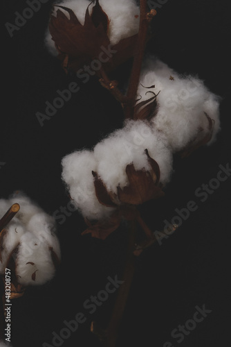 Fototapeta Naklejka Na Ścianę i Meble -  Cotton flower