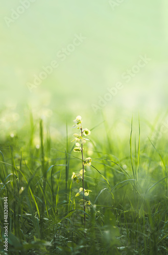 Fototapeta Naklejka Na Ścianę i Meble -  Growing plant fresh green summer background