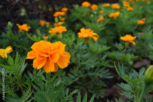 Flor Amarela - Jardim Bot  nico