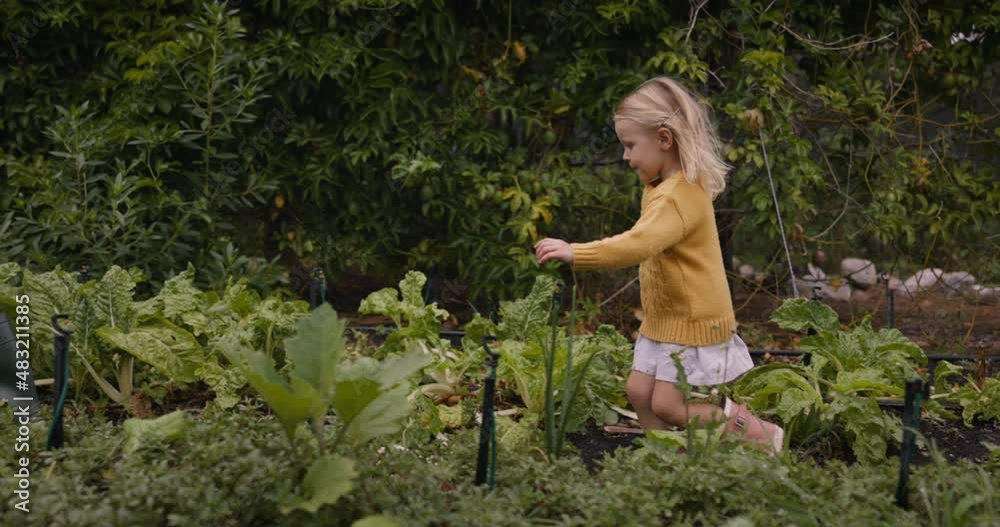 Cute little girl running behind her mother and brother in a vegetable garden. Adorable little girl catching up with her mom and big brother in an agricultural field. Cute little girl running behind her mother and brother in a vegetable garden. Adorable little girl catching up with her mom and big brother in an agricultural field.
