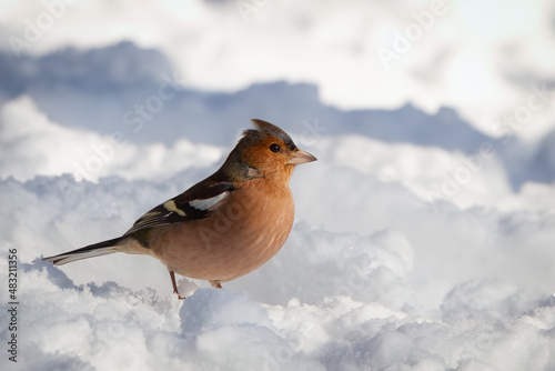 
Common chaffinch, fringilla coelebs walking in the snow.
 photo