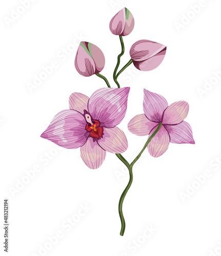 cattleya branch illustration