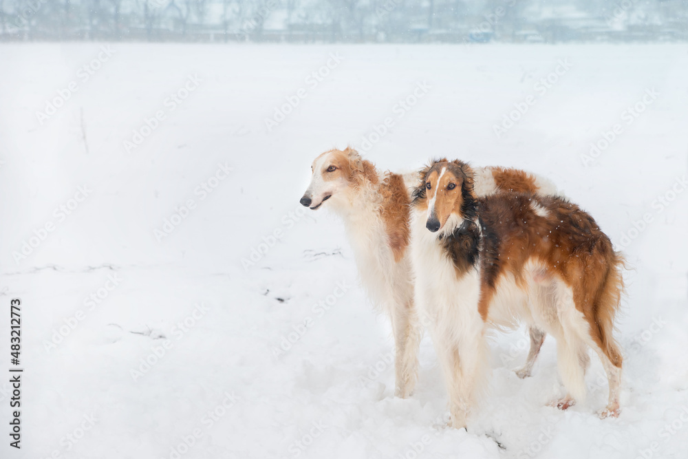 Two dogs of the Russian greyhound breed are standing in a snowy field. Winter leisure, hunting.
Two dogs of the Russian greyhound breed are standing in a snowy field. Winter leisure, hunting.