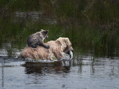 Coastal Brown Bear Mother with Cub Heading to Shore for Salmon Dinner at Brooks Falls, Alaska