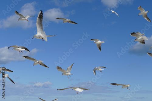 Volo di gabbiani in cielo. Bari, Sud Europa photo