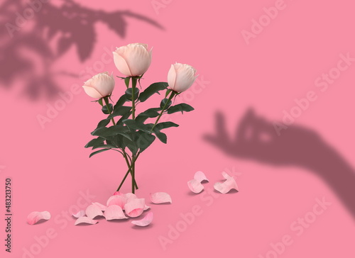   pink rose but hand and flowers shadow on pink lilac calmin coral background template copy space concept photo