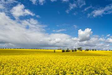 Tableau sur plexiglas Jaune travel germany and bavaria, sunny day and a few white clouds in the blue sky, yellow rape field in a spring time landscape  © AxelRedder