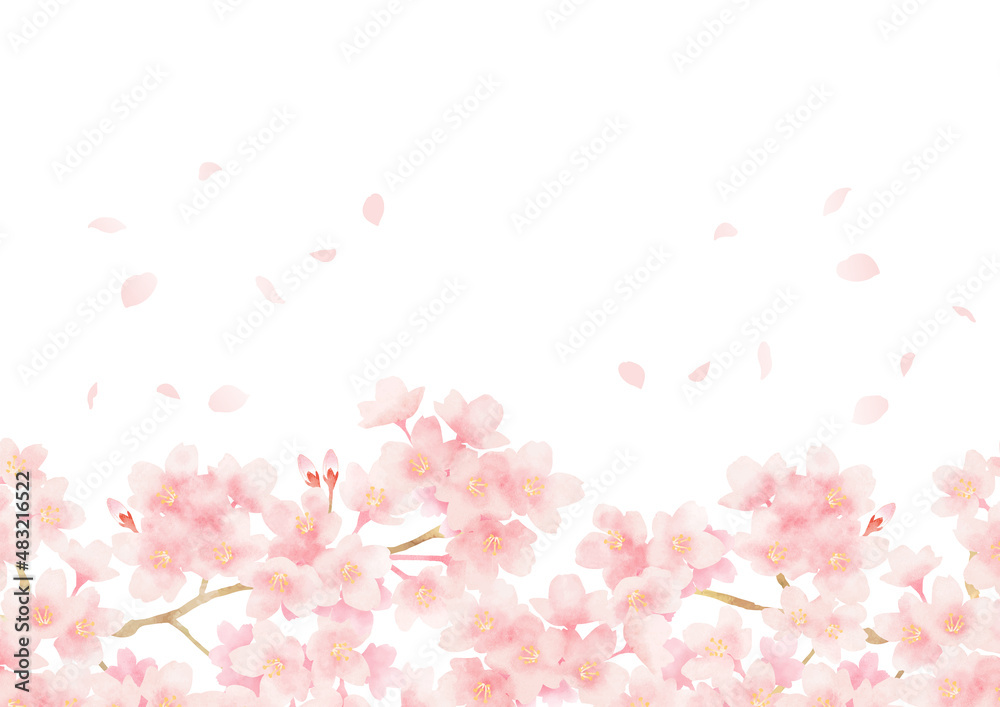 満開の桜と花びらのフレーム 春の花の背景イラスト ベクター Stock Vector Adobe Stock