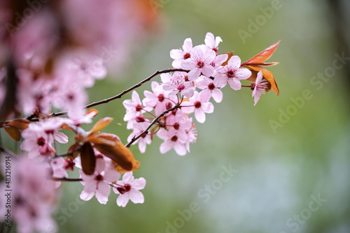 Twigs of apricot tree with pink blossoming flowers in early spring