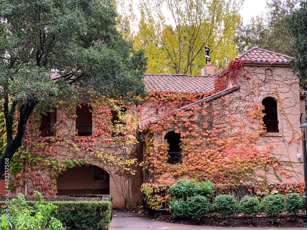 Fall Foliage and Vines Climbing up Pink Buildings in Rain Storm Fall Foliage and Vines Climbing up Pink Buildings in Rain Storm