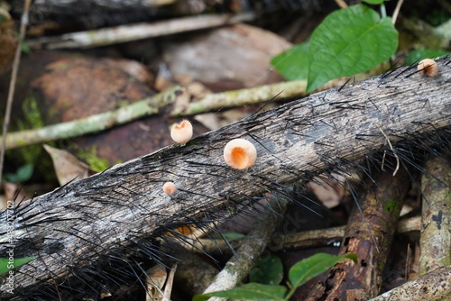 Close-up of fungi in Amazon rainforest, cup fungus (cookeina tricholoma), family Sarcoscyphaceae. Here between spines of the tucuma palm (Astrocaryum aculeatum). Comunidade Tatuyo, Amazonas, Brazil photo