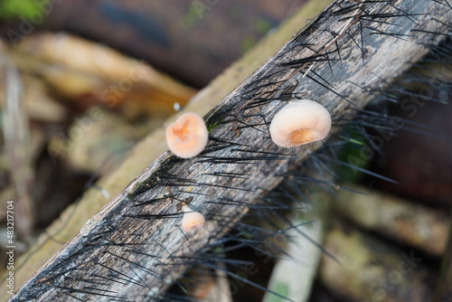 Close-up of fungi in Amazon rainforest, cup fungus (cookeina tricholoma), family Sarcoscyphaceae. Here between spines of the tucuma palm (Astrocaryum aculeatum). Comunidade Tatuyo, Amazonas, Brazil photo