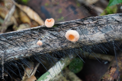 Close-up of fungi in Amazon rainforest, cup fungus (cookeina tricholoma), family Sarcoscyphaceae. Here between spines of the tucuma palm (Astrocaryum aculeatum). Comunidade Tatuyo, Amazonas, Brazil photo