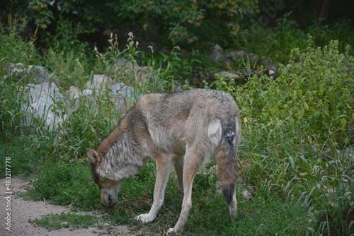 Minnesota Gray Wolf Investigating Summer Habitat