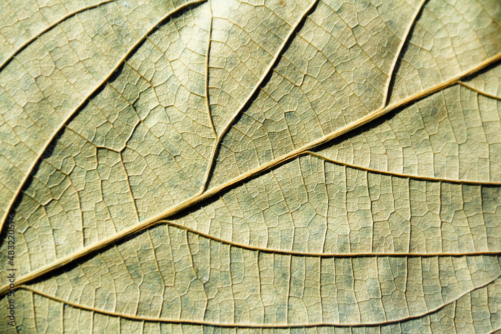 Fototapeta premium Dry leaf. Macro of a dry leaf texture.