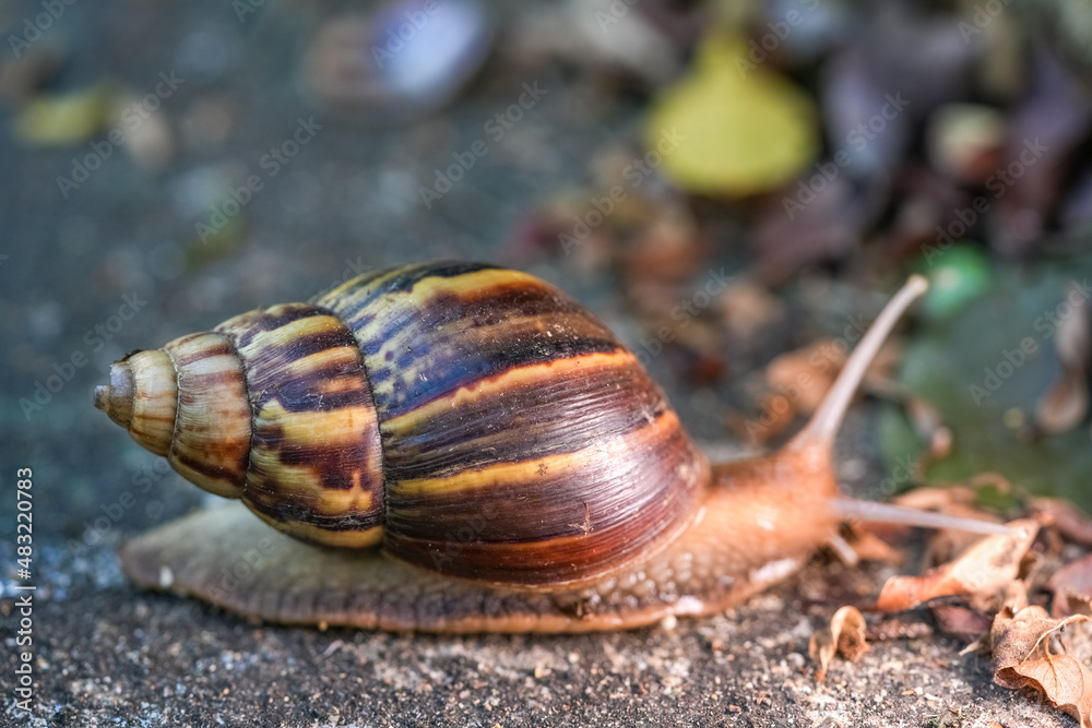 Close up of snail skin moving on gray stone, Snail crawling on the cement road, Effort concept. Close up of snail skin moving on gray stone, Snail crawling on the cement road, Effort concept.