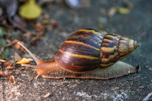 Close up of snail skin moving on gray stone, Snail crawling on the cement road, Effort concept.