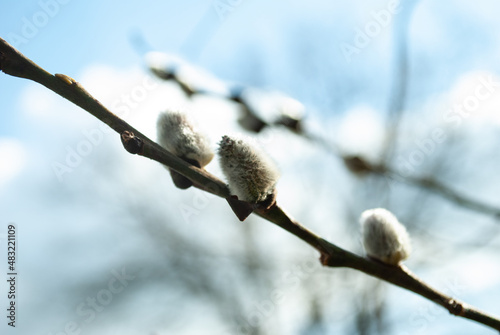 spring tree buds.