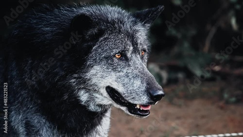 loup
