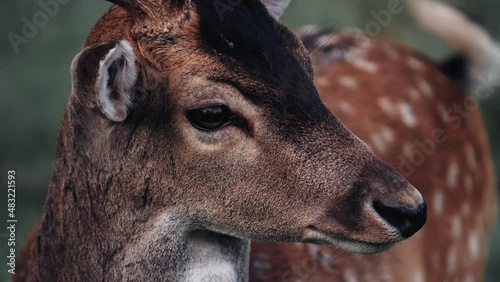 biche