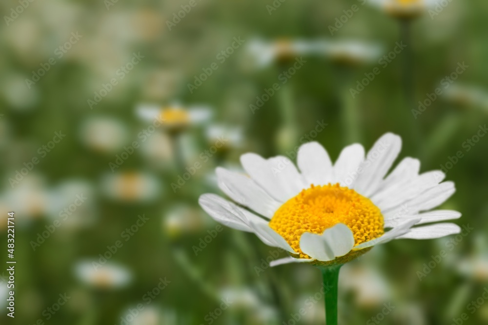 White flower chimomile on natural background. White flower chimomile on natural background.
