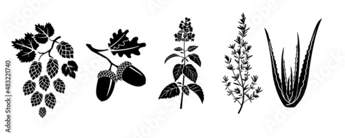 The set of silhouettes of different plants. Hop, oak, catnip, thyme, aloe vera. photo
