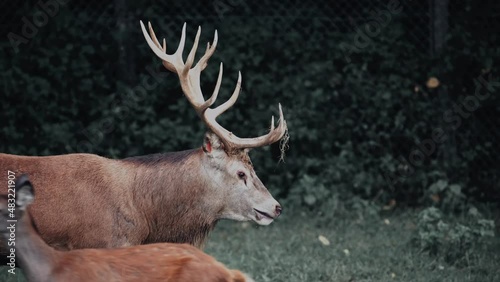 cerf