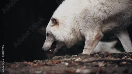 loup